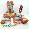 HEART14(12490) Human Mediastinal Respiratory System Model with Heart Anatomy for Heart Doctors